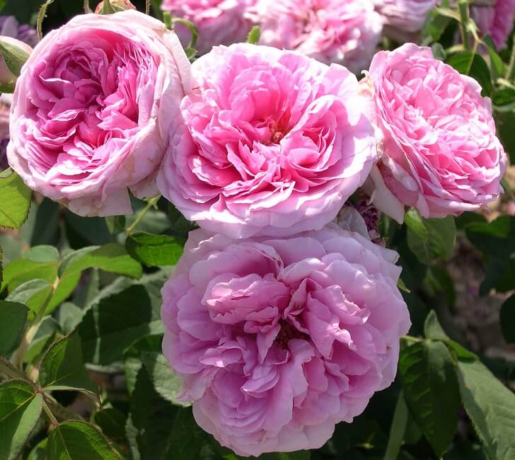 COMTE DE CHAMBORD